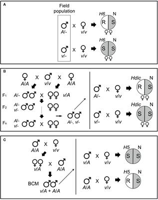 BSA-Seq Discovery and Functional Analysis of Candidate Hessian Fly (Mayetiola destructor) Avirulence Genes